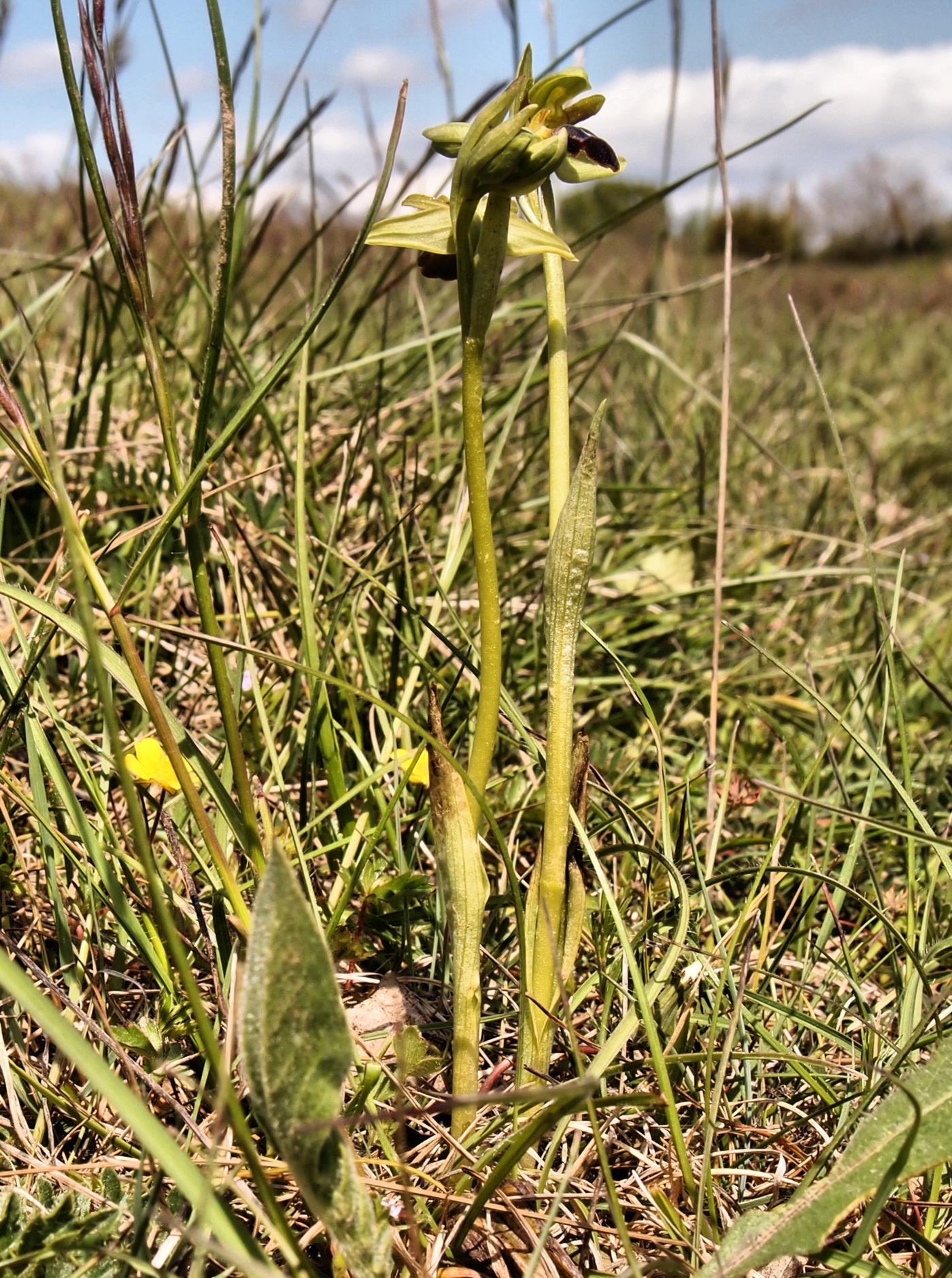 Ophrys, Furrowed leaf